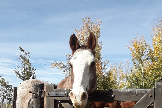 Horseback riding and barbecue in a private ranch - La Carrera, Mendoza - Who will enjoy this most