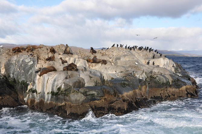 Martillo Island: Boat Trip to the Penguin Colony & Beagle Channel - Starting at Ushuaia’s tourist port