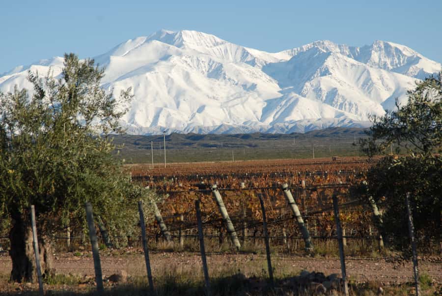 Mendoza: Full Day Wine Tour with 3 Course Lunch - Why Mendoza makes such a good wine day
