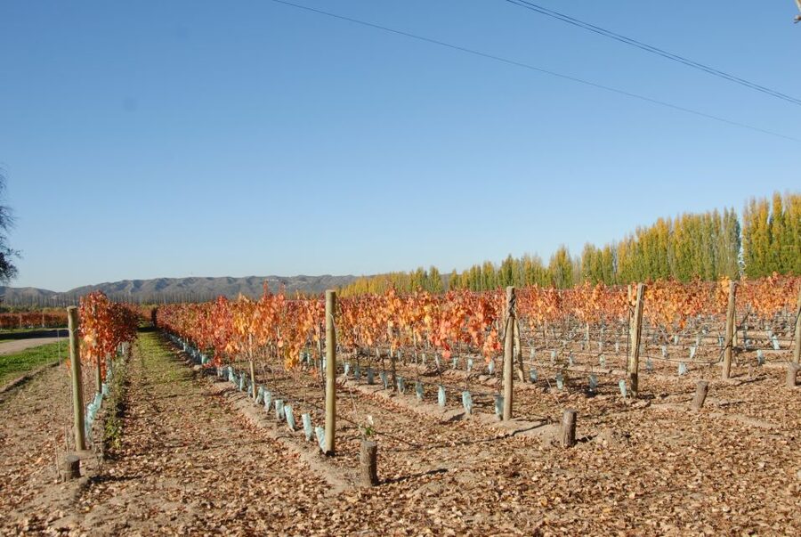 Mendoza: Full Day Wine Tour with 3 Course Lunch - The second winery adds the long lunch