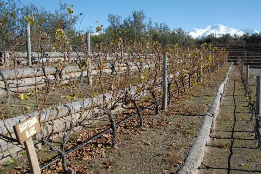 Mendoza: Full Day Wine Tour with 3 Course Lunch - What the tasting experience does well