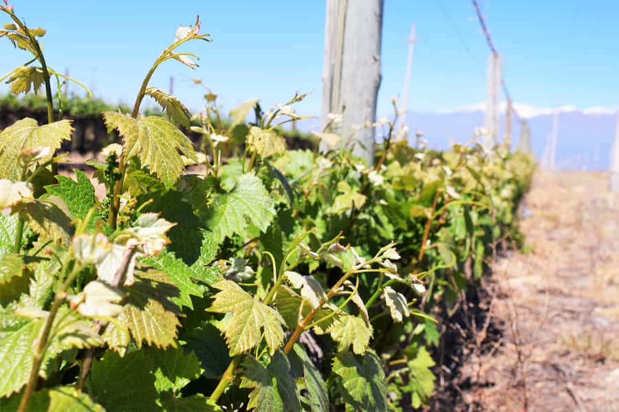 Mendoza: Half-Day Wine Tour with Tastings - Why Mendoza’s desert needs canals before it needs grapes