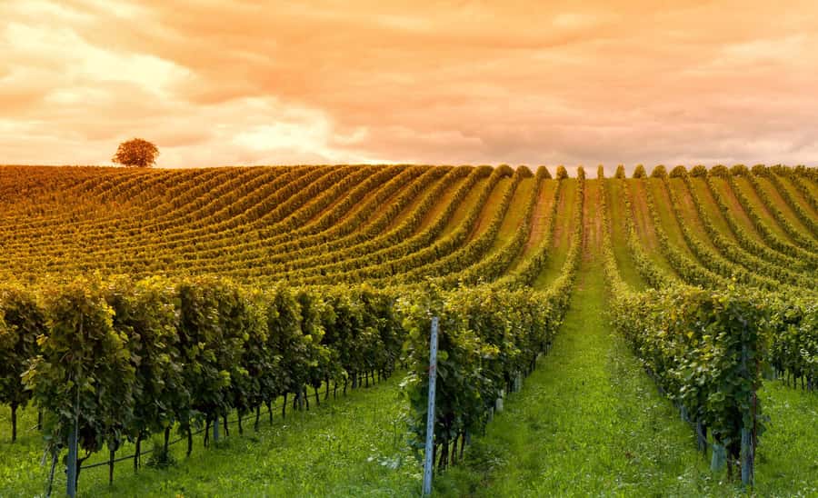 Mendoza: Small-Group Wineries Tour with Tasting and Lunch - Key points to know before booking