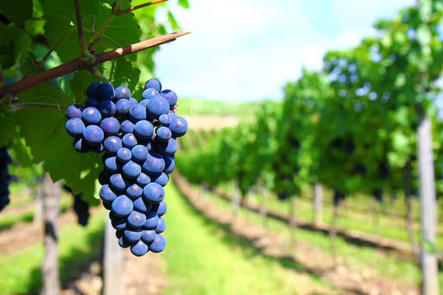 Mendoza: Small-Group Wineries Tour with Tasting and Lunch - The olive grove adds a welcome change