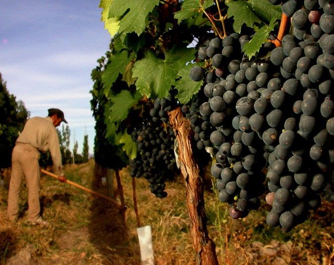 Mendoza: Small-Group Wineries Tour with Tasting and Lunch - The Spanish-first guide format