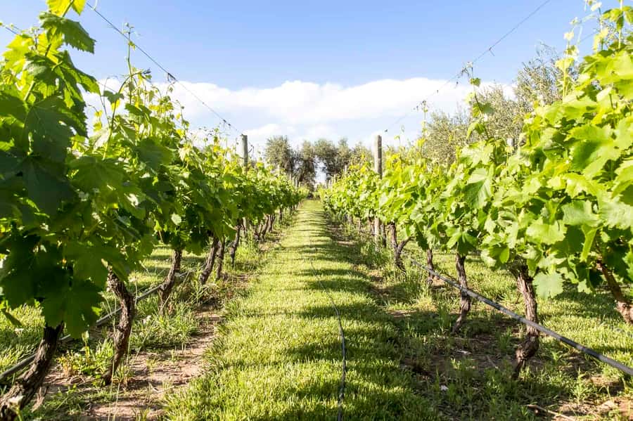 Mendoza: Winebike Tasting Tour with Optional Lunch - A sociable way to see Mendoza’s vineyards
