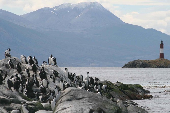 Navigate through the Beagle Channel: Seal, Bird & Penguin Islands - Martillo Island and the penguin payoff