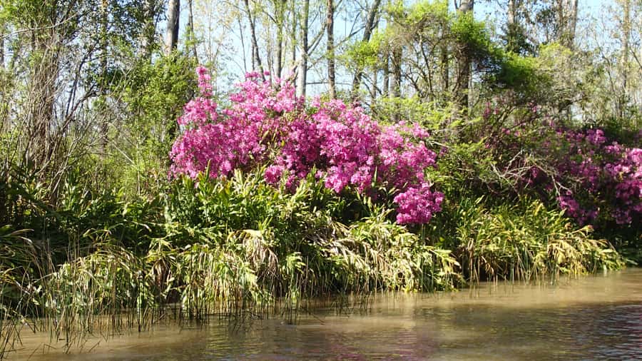 Navigation in Delta of Tigre - Exclusive semi private tour - Wildlife, plants, and life along the banks