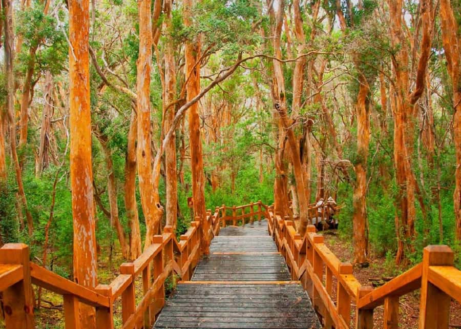Navigation through Isla Victoria and Bosque de Arrayanes - Is $215 per person a fair price?