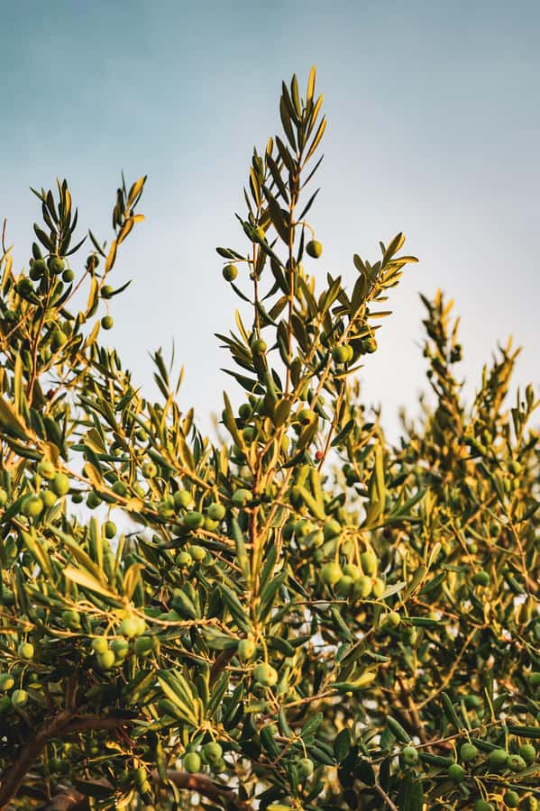 Olive Oil Factory + Wineries + Full Asado Lunch (Full Day) - Key points at a glance