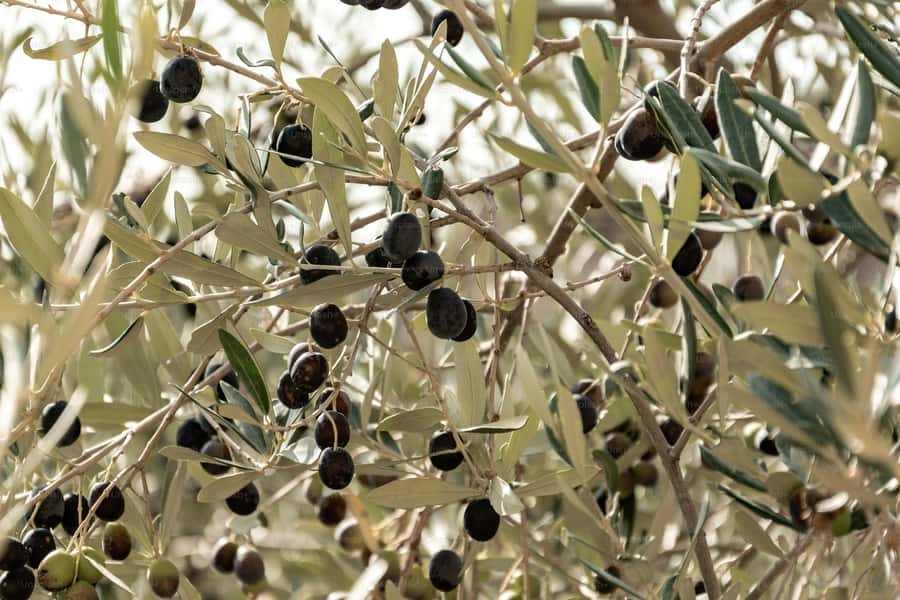 Olive Oil Factory + Wineries + Full Asado Lunch (Full Day) - Transport, guides, and the seven-hour schedule