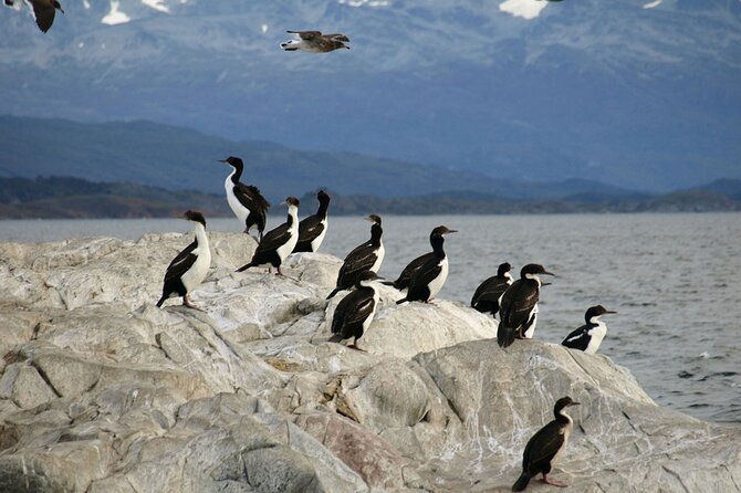 Penguin walk in Ushuaia + navigation option - Harberton Ranch and the Acatushun Museum