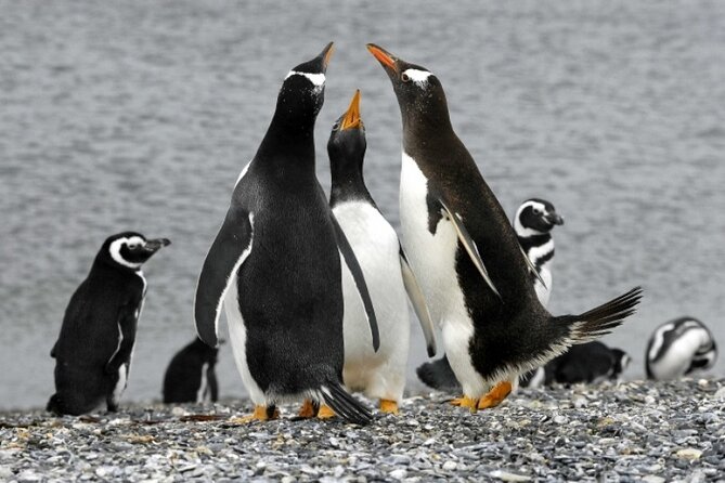 Penguin walk in Ushuaia + navigation option - The navigation through the Beagle Channel