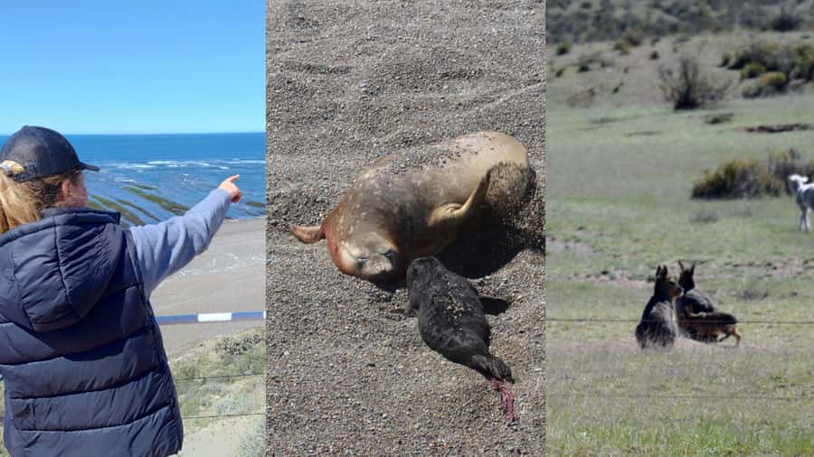 Peninsula Valdes: Shore excursion for cruise passengers - The real appeal: wild animals at Caleta Valdes