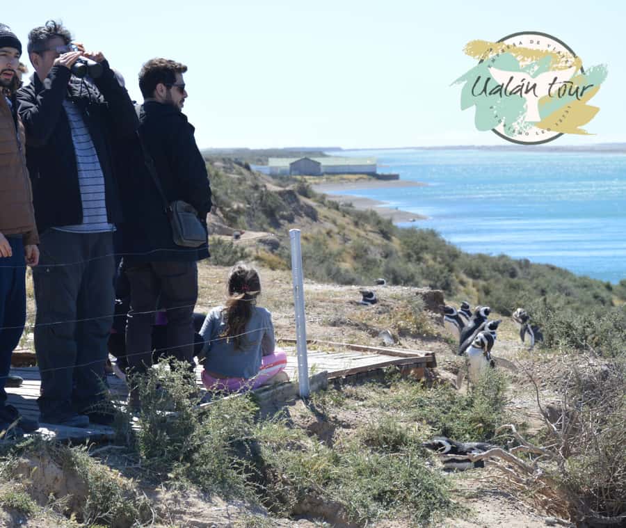 Peninsula Valdes: Shore excursion for cruise passengers - Starting at Piedra Buena Pier