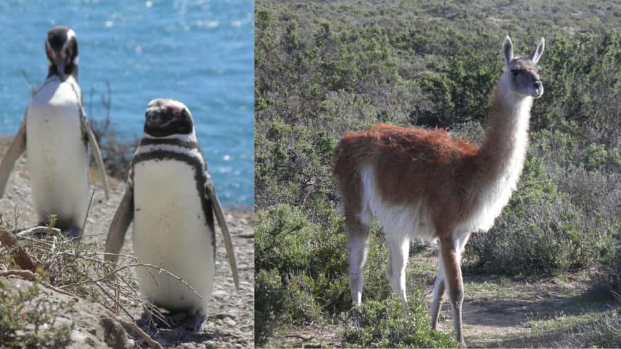 Peninsula Valdes: Shore excursion for cruise passengers - How much of the day is spent seeing animals?