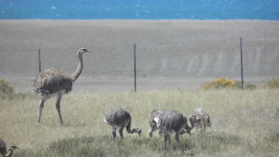 Peninsula Valdes: Shore excursion for cruise passengers - Guides can make or break the day
