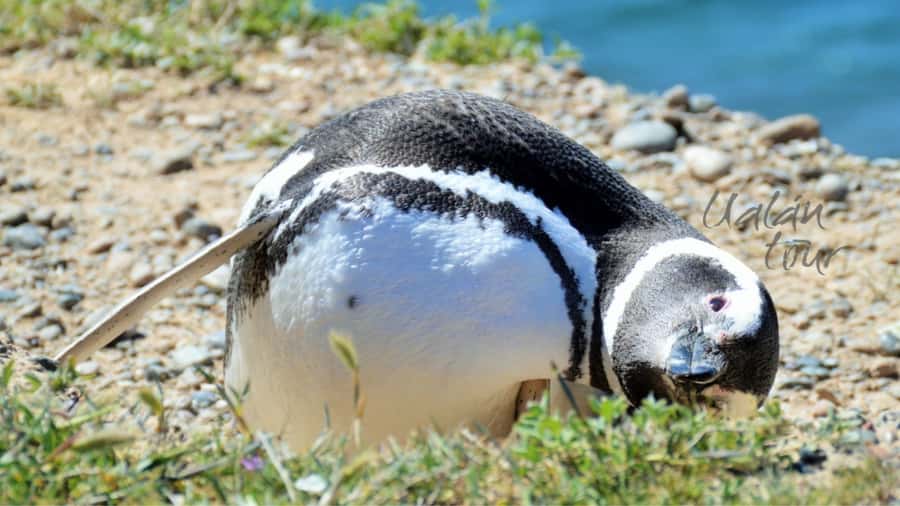 Peninsula Valdes: Shore excursion for cruise passengers - Should you book it?