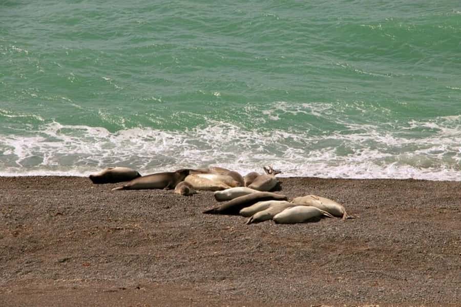 Peninsula Valdes Shore Tour for Cruise Passengers + City - Why Peninsula Valdes makes a strong shore excursion