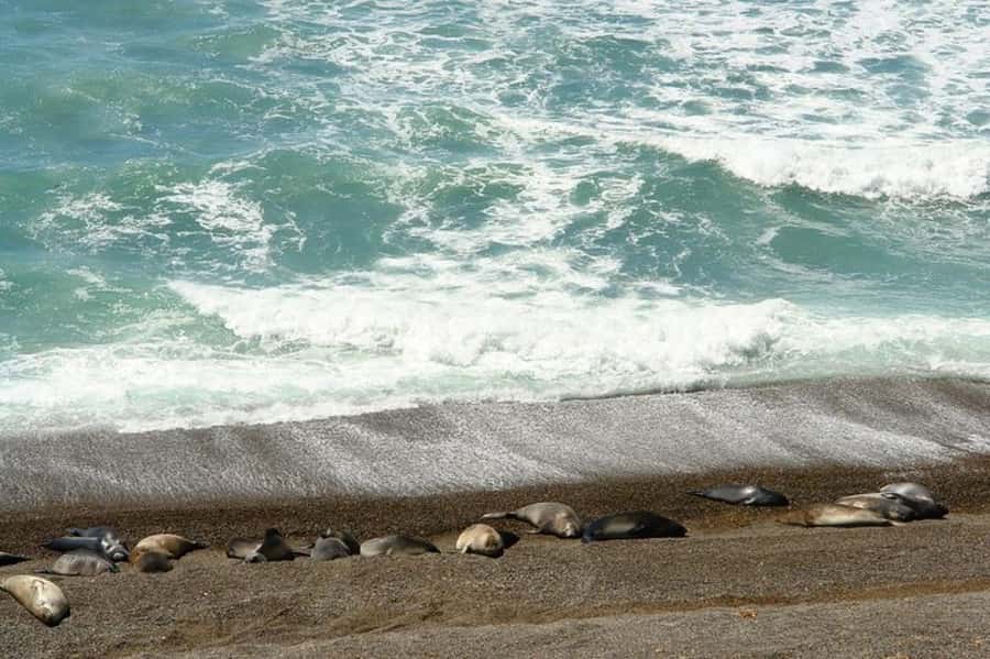 Peninsula Valdes Shore Tour for Cruise Passengers + City - Caleta Valdes is the wildlife centerpiece