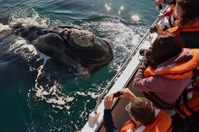 Peninsula Valdes Tour with Optional Whale Watching - Quick facts about the wildlife day