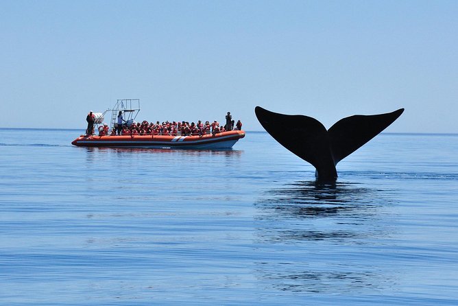 Peninsula Valdes Tour with Optional Whale Watching - The four-hour wildlife circuit