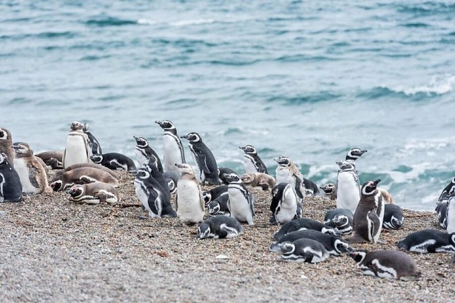Península Valdés with Estancia San Lorenzo (Full Day) - The huge Magellanic penguin colony