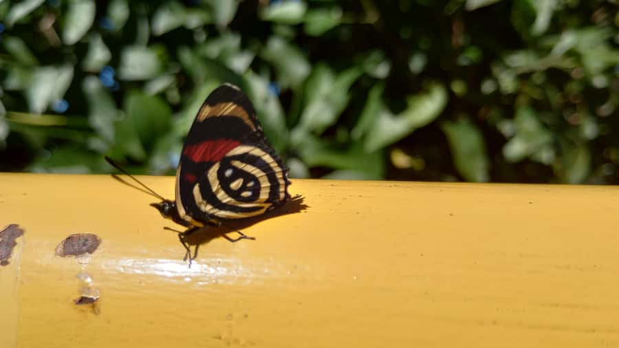 Puerto Iguazú: Brazilian Falls Half-Day Panoramic Tour - The 950-meter cliff path and its best viewpoints