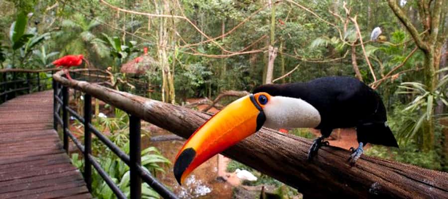 Puerto Iguazu: Iguaza Falls Brazilian Side & Bird Park Tour - A self-guided day with logistical support
