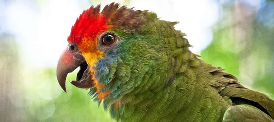 Puerto Iguazu: Iguaza Falls Brazilian Side & Bird Park Tour - Food, weather, and what to carry