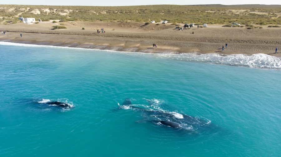 Puerto Madryn: El Doradillo Whale Watching Half-Day Tour - Why El Doradillo is such a good place to watch whales