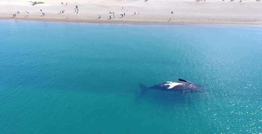 Puerto Madryn: El Doradillo Whale Watching Half-Day Tour - From Puerto Madryn to Punta Flecha