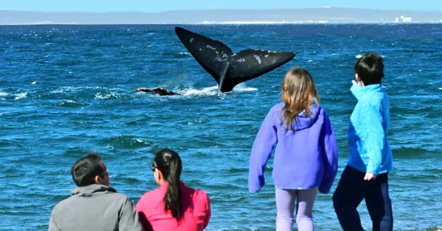 Puerto Madryn: El Doradillo Whale Watching Half-Day Tour - Playa Las Canteras puts the whales close