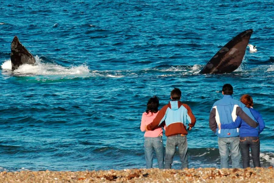 Puerto Madryn: El Doradillo Whale Watching Half-Day Tour - Punta Flecha gives you the wider view