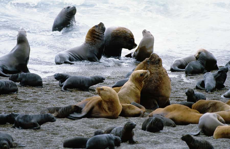 Puerto Madryn: Excursion to Peninsula Valdes Classic - Key points to know before booking
