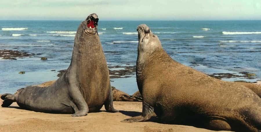 Puerto Madryn: Excursion to Peninsula Valdes Classic - Why Peninsula Valdés is worth a full day