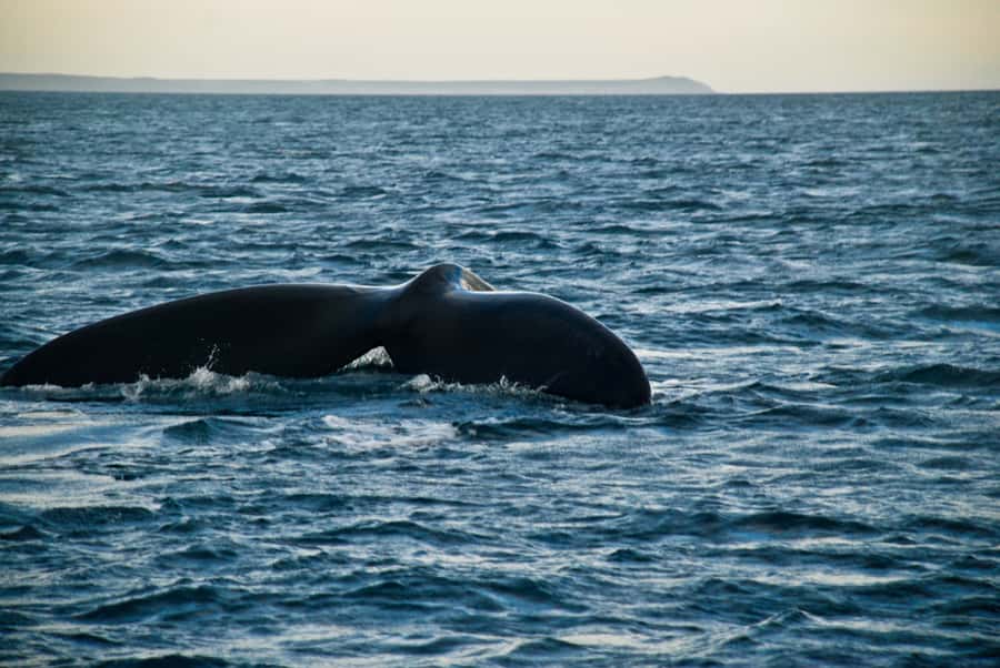 Puerto Madryn: Excursion to Peninsula Valdes Classic - Puerto Pirámides and the whale-watching question