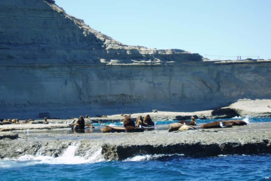 Puerto Madryn: Excursion to Peninsula Valdes Classic - Punta Cantor and Caleta Valdés elephant seals