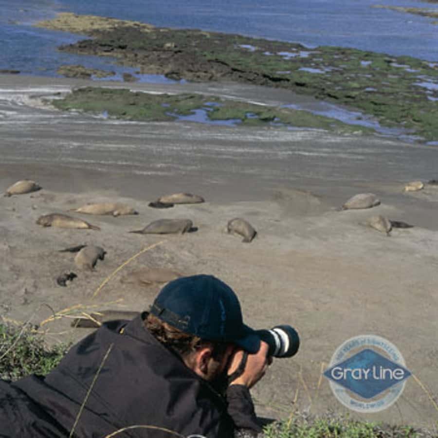 Puerto Madryn: Excursion to Peninsula Valdes Classic - Punta Norte and the limits of wildlife viewing