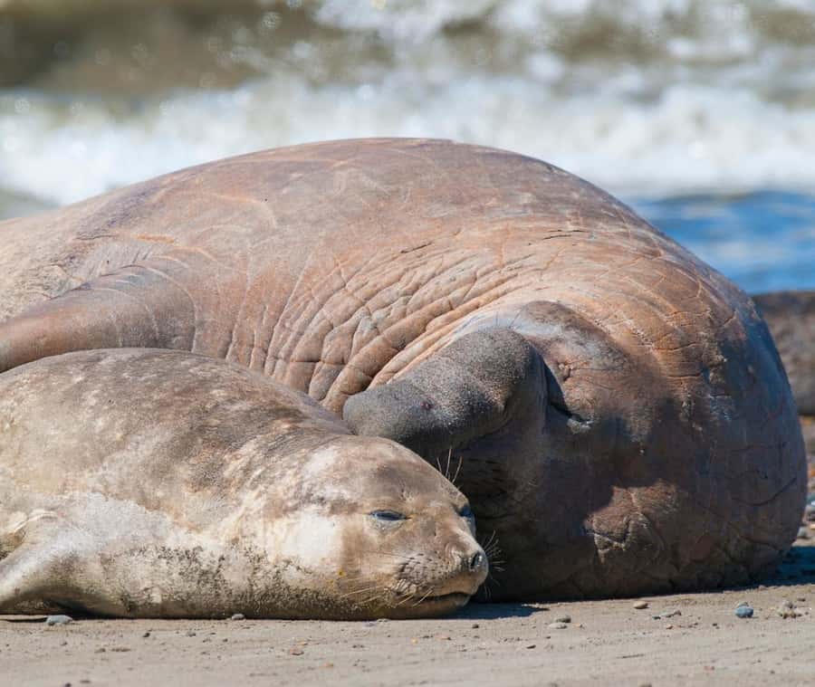 Puerto Madryn: Full Day Peninsula Valdes Experience Tour - Two hours in Puerto Piramides