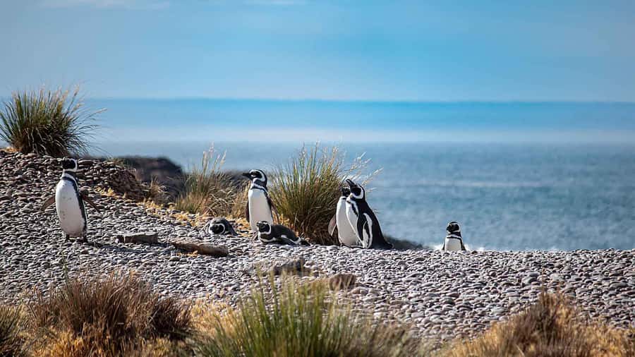 Puerto Madryn: Full Day Peninsula Valdes Experience Tour - Wildlife, weather, and what to pack