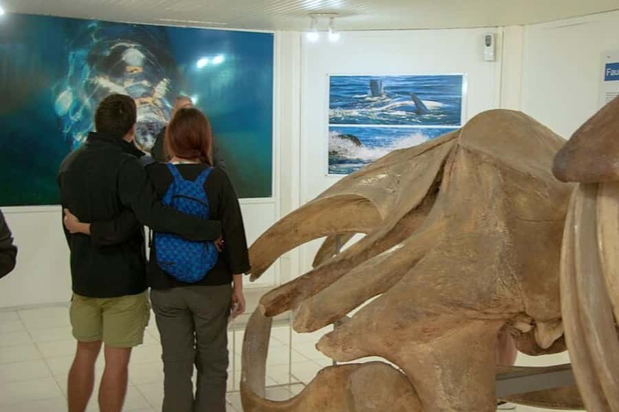 Puerto Madryn: Full Day Peninsula Valdes Experience Tour - Comfort, pickup, and the long return