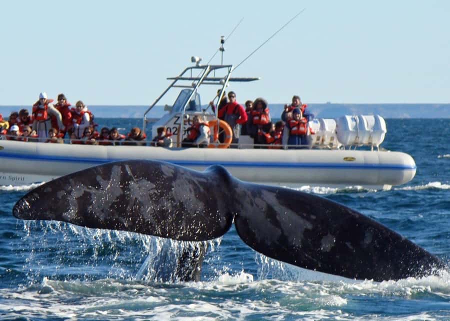 Puerto Madryn: Península Valdes with optional Whale Watching - Key points to know before you book