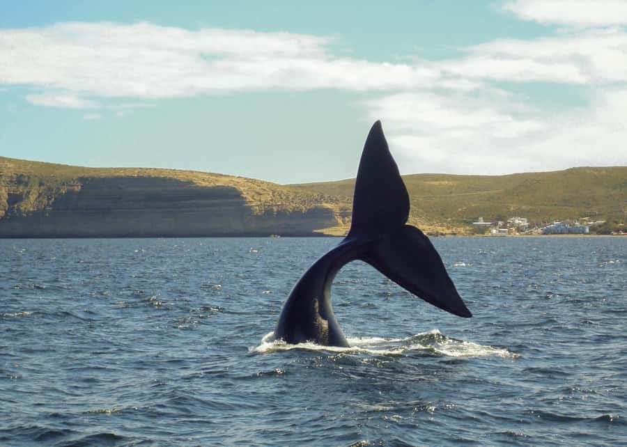 Puerto Madryn: Península Valdes with optional Whale Watching - Salinas Grande, Salinas Chica, and Punta Delgada