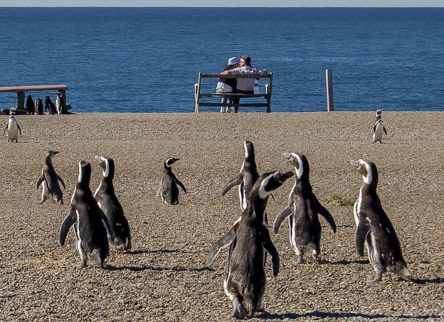 Puerto Madryn: Península Valdes with optional Whale Watching - Caleta Valdés and elephant seal viewing
