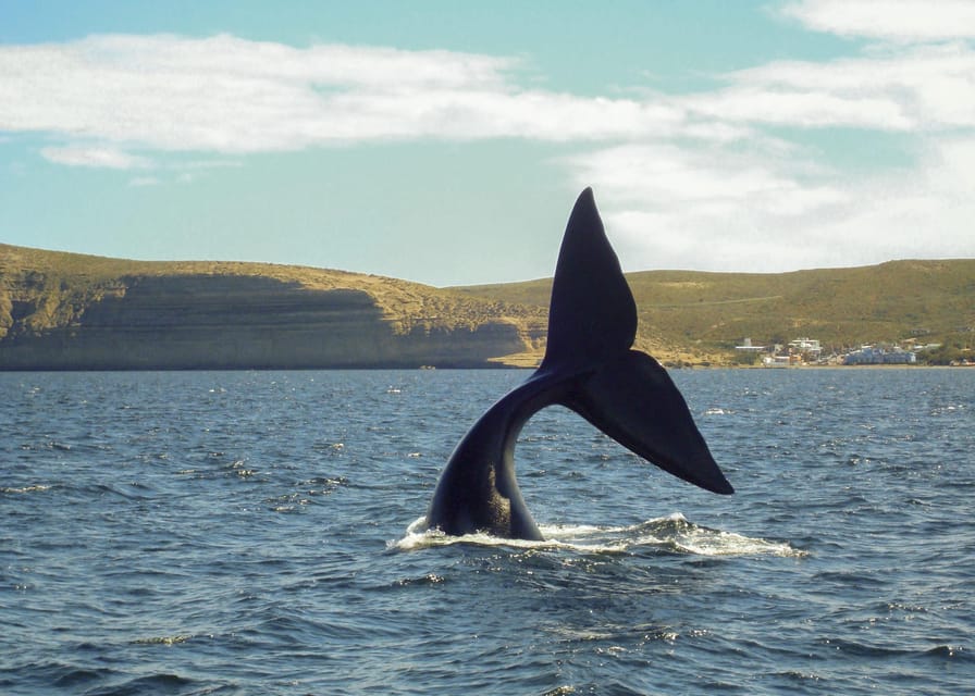 Puerto Madryn: Península Valdes with optional Whale Watching - Is the $133 price fair?
