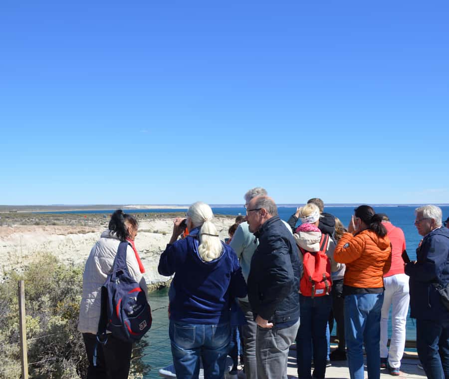 Puerto Madryn: Punta Loma Shore Excursion - Key points to know before you go