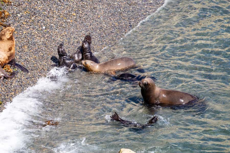 Puerto Madryn: Punta Loma Shore Excursion - A quick look at Puerto Madryn’s coastal side