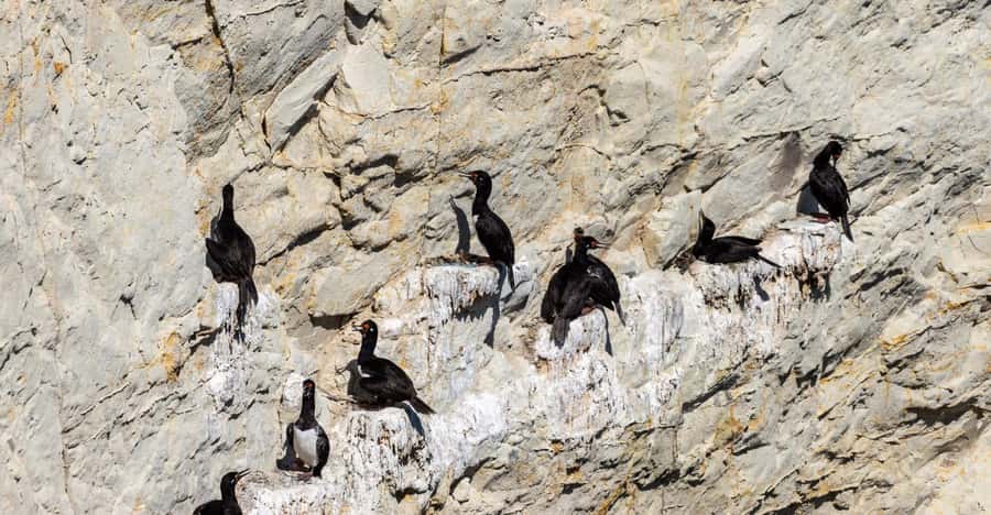 Puerto Madryn: Punta Loma Shore Excursion - Looking up at cormorants and cliff-nesting birds