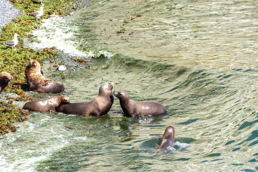 Puerto Madryn: Punta Loma Shore Excursion - Who will get the most from this outing
